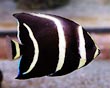 Juvenile Grey Angel Fish